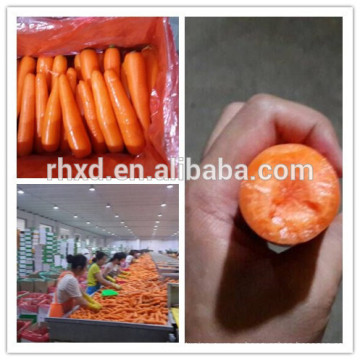 Морковь свежая(orangic ,Гап ,СГМ) завода непосредственно поставщиком из Китая